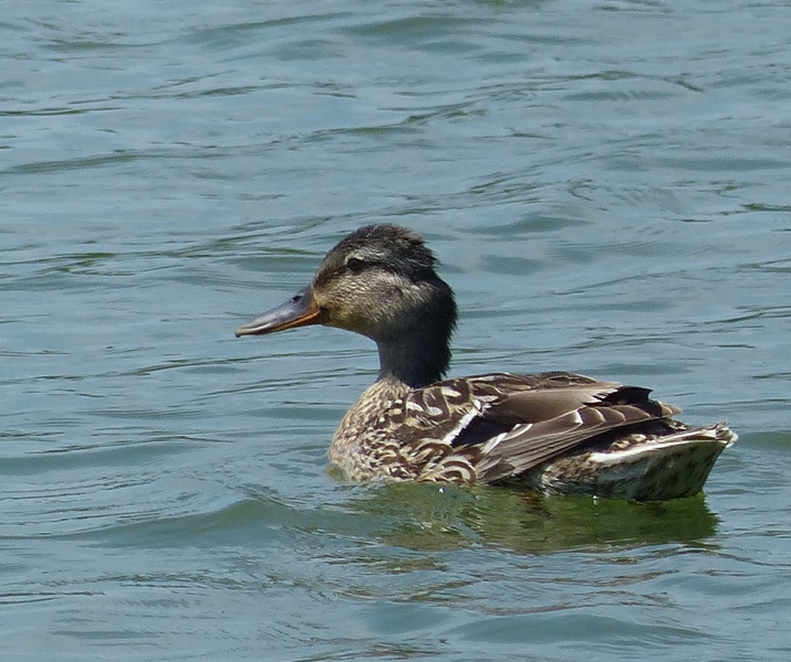 Green-winged Teal